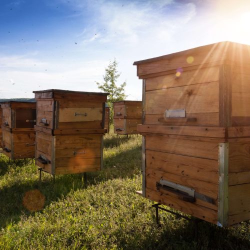 shutterstock_515559646